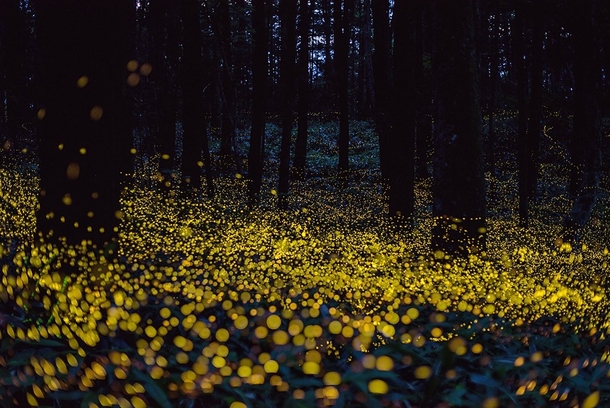 fireflies-lighting-up-the-forest-night-by-tsuneaki-hiramatsu-okayama-japan--34875